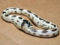 Automated Lottery Subscriptions Suck